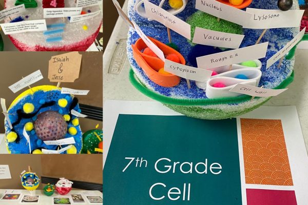 Cell-Project-7th-Grad
